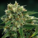 Phatt Fruity (Феминизированные)