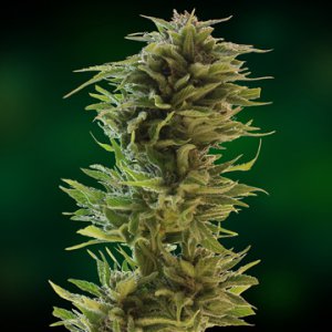 Семена Barney's Farm Seeds Amnesia Lemon