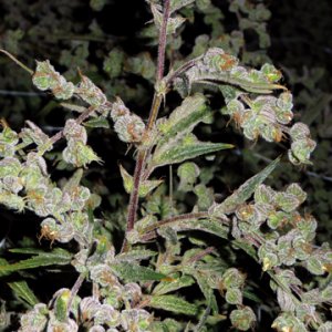 Семена Barney's Farm Seeds Dr. Grinspoon