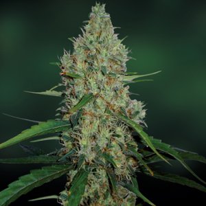 Семена Barney's Farm Seeds G13 Haze