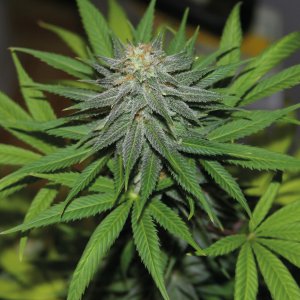 Семена Barney's Farm Seeds Pineapple Express