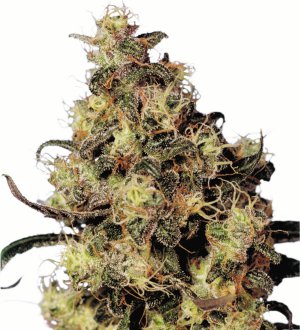 Семена Dutch Passion Seeds Blue Velvet (Феминизированные)