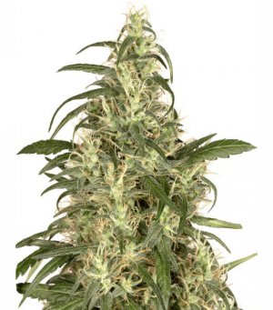 Семена Dutch Passion Seeds Skunk #11
