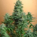 Nirvana Seeds Papaya (Феминизированные)