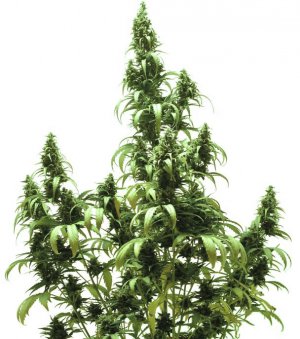 Семена Dutch Passion Seeds AutoBlueberry