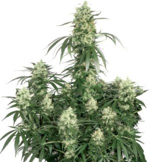 Семена Dutch Passion Seeds The Ultimate
