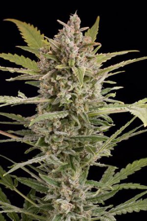 Семена Dinafem Seeds Critical+ 2.0