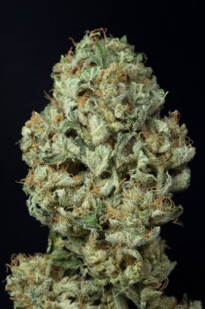 Семена Dinafem Seeds Dinamex (Автоцветущие феминизированные)