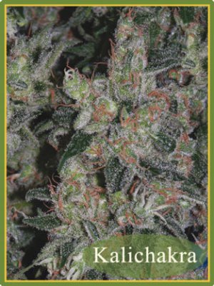 Семена Mandala Seeds Kalichakra (Обычные)