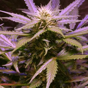 Семена Nirvana Seeds Lemon OG Haze