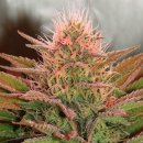 Nirvana Seeds Bubblelicious (Феминизированные)