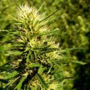 Nirvana Seeds Super Skunk (Обычные)