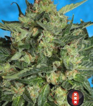 Семена Serious Seeds White Russian #1 (Автоцветущие обычные)