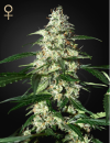 Green House Seed Co. Skunk Auto (Автоцветущие феминизированные)