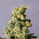 Kannabia Seeds Gnomo Auto (Автоцветущие феминизированные)