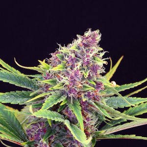 Семена Kannabia Seeds Purple Kush