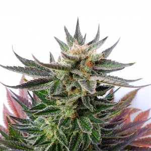 Семена Kannabia Seeds Sativa Dream