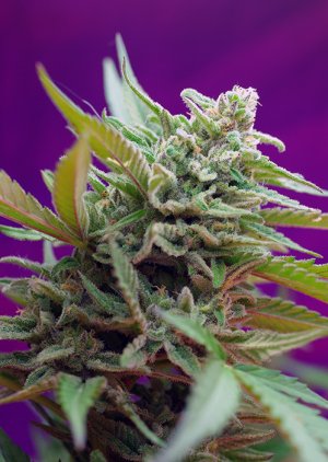 Семена Sweet Seeds Black Jack Auto ®