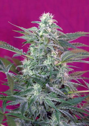 Семена Sweet Seeds Big Foot ®