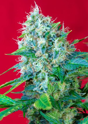 Семена Sweet Seeds Green Poison ®