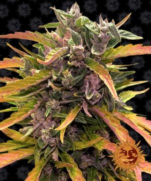 Семена Barney's Farm Seeds Gorilla Glue
