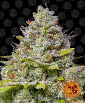 Семена Barney's Farm Seeds Blue Gelato 41