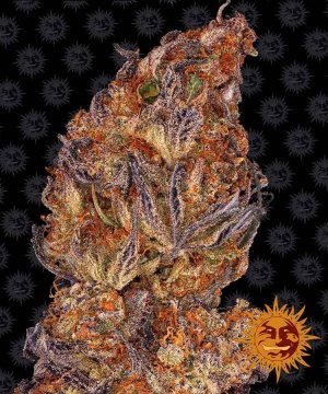Семена Barney's Farm Seeds Runtz