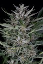 Gorilla (Автоцветущие феминизированные)
