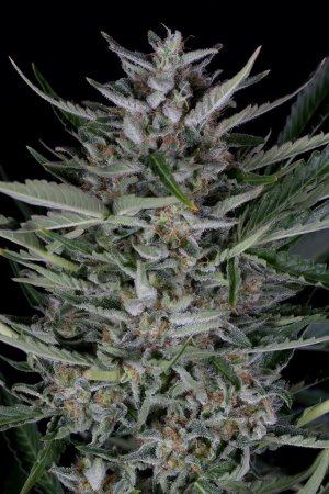 Семена Dinafem Seeds Gorilla