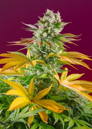 Семена Sweet Seeds Gorilla Girl F1 Fast Version ®
