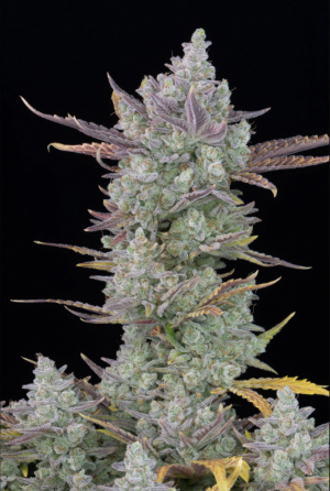 Семена FastBuds Gorilla Cookies Auto (Автоцветущие обычные)