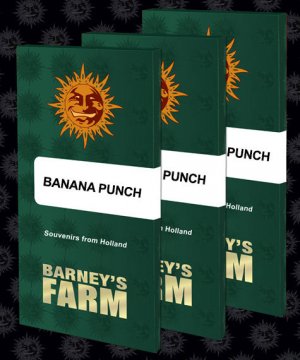 Семена Barney's Farm Seeds Banana Punch