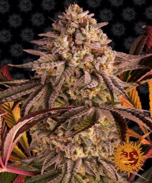 Семена Barney's Farm Seeds Blue Sunset Sherbert