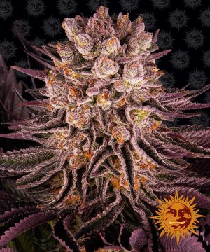 Семена Barney's Farm Seeds Mimosa EVO x Orange Punch
