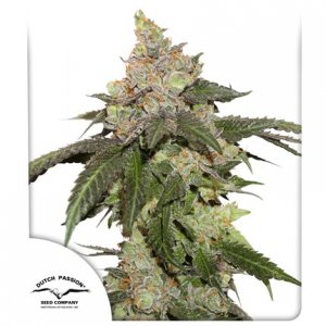 Семена Dutch Passion Seeds Kerosene Krash (Феминизированные)