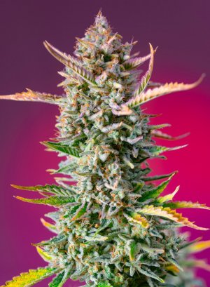 Семена Sweet Seeds Gorilla Sherbet F1 Fast Version ®