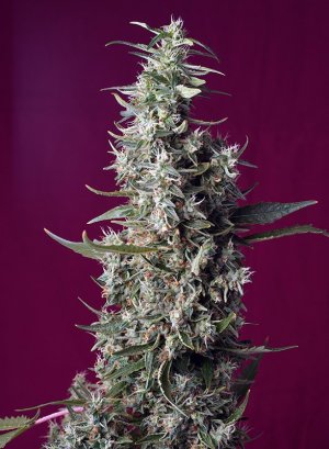 Семена Sweet Seeds Sweet Cherry Pie ®