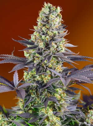 Семена Sweet Seeds Sweet Zenzation ®