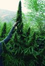 Flash Seeds Strawberry Mango Haze (Автоцветущие феминизированные)